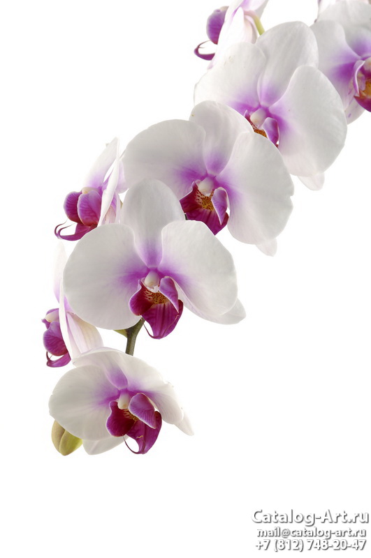 картинки для фотопечати на потолках, идеи, фото, образцы - Потолки с фотопечатью - Белые орхидеи 50
